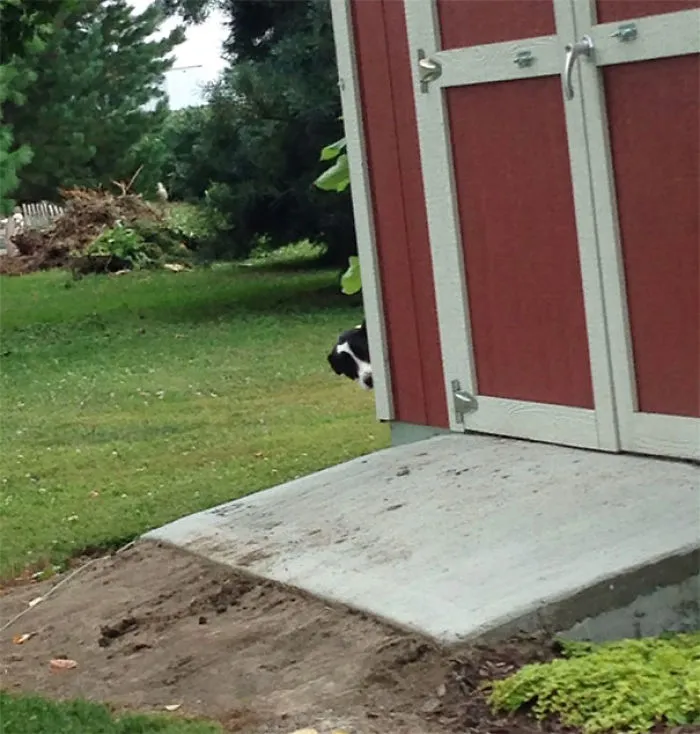 I Was Cutting Wood And My Dog Got A Little Scared