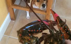 156 Dogs Who Are Afraid Of The Most Ridiculous Things