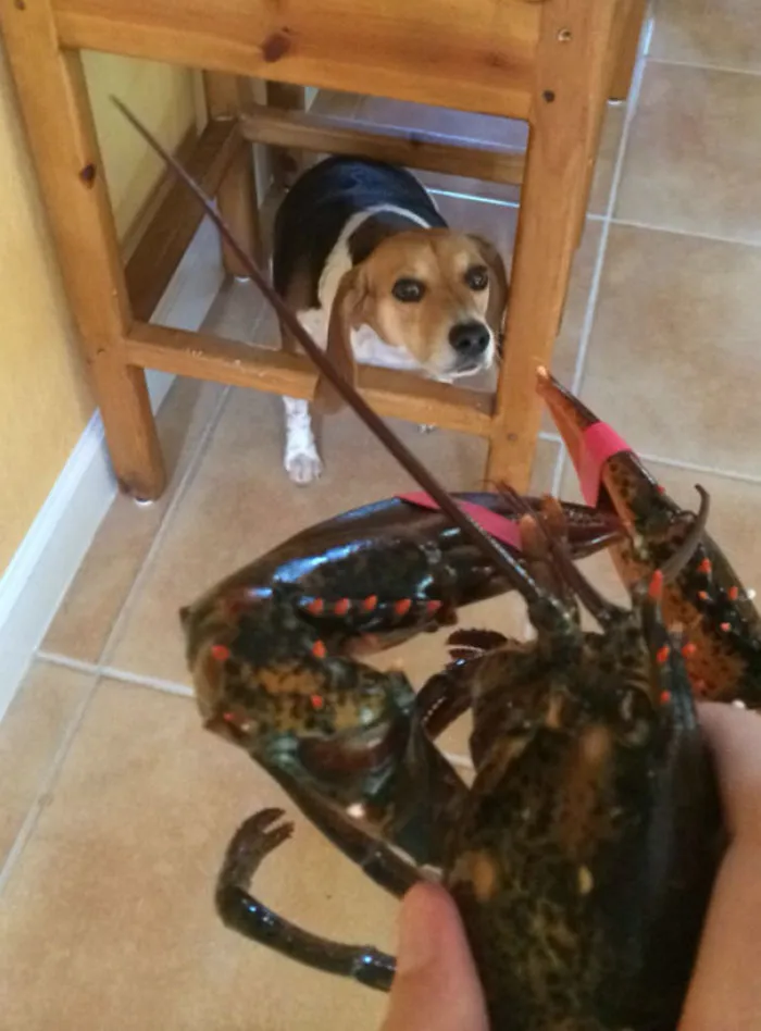 Someone's Afraid Of Dinner