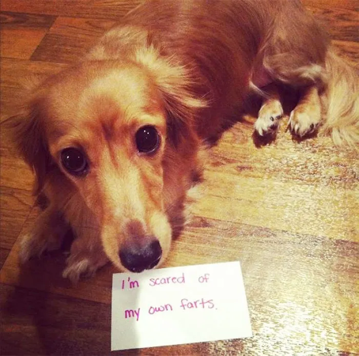 My Sisters Dog Has A Problem