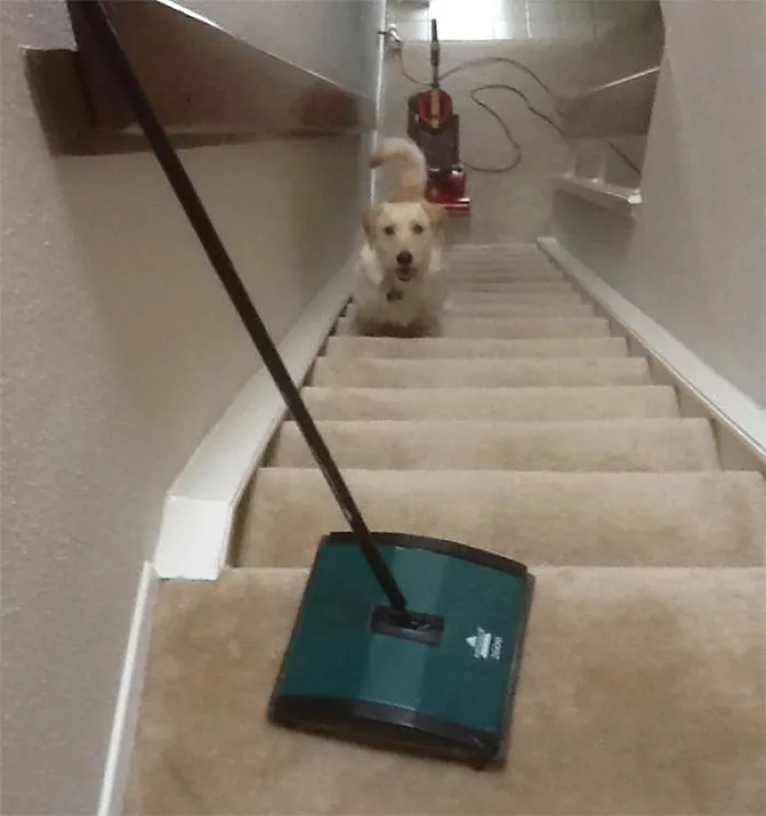 My Dog Is Afraid Of Vacuums. Came Out Of The Shower And Heard Him Whining