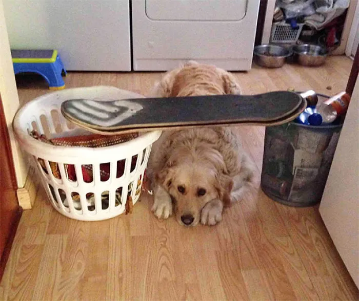 My Dog Is Afraid Of Skateboards, This Is How My Mom Keeps Her Outbid The Kitchen During The Summer