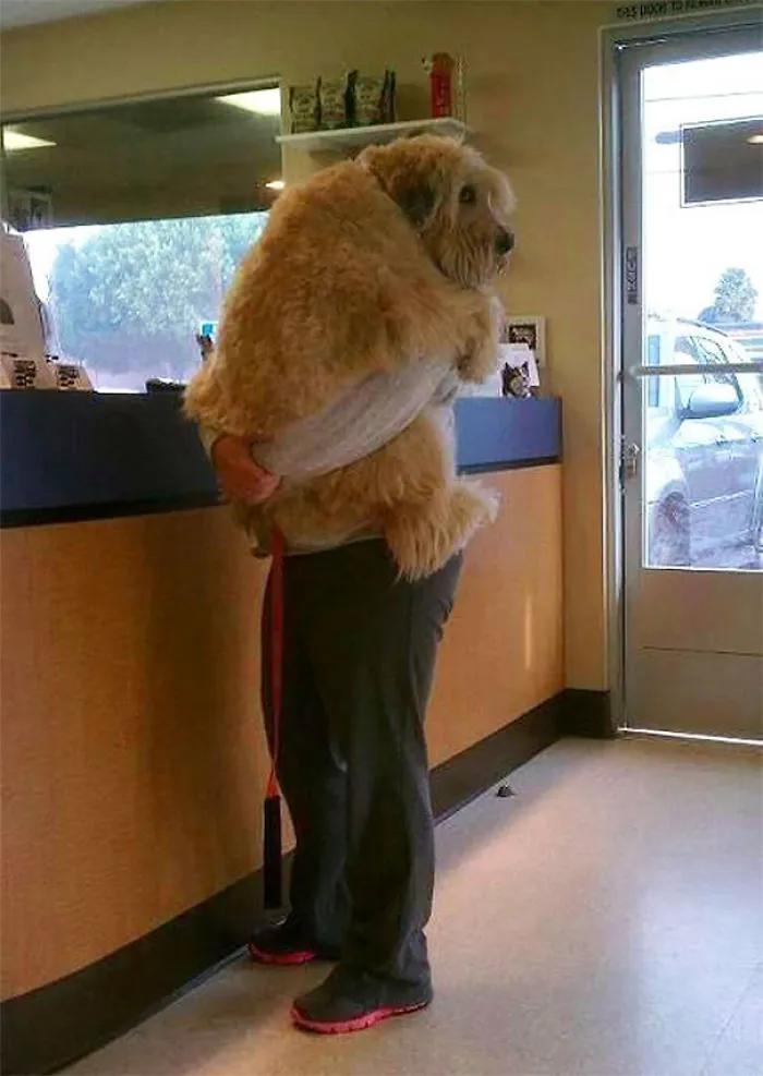 Dijiste que ibamos al parque, no al veterinario