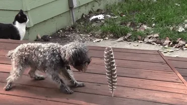 Scared Dog Afraid Of A Feather! It's Alive... Alive!