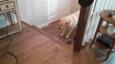 Bella Encounters A Terrifying Set Of Stairs And Has To Dig Deep To Find The Courage To Go Up Them