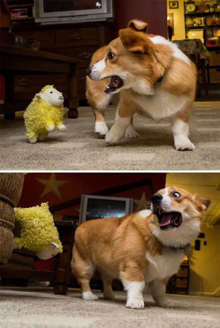 Esta oveja de peluche tiene al perro atemorizado