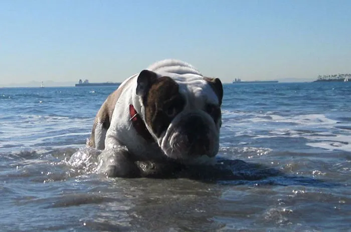A Wave Came In And Scared Him. That Face Is Too Emberrassing