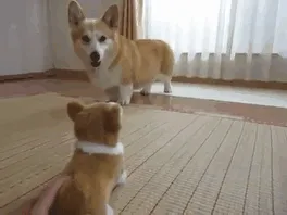 Corgi Scared Of Corgi Toy