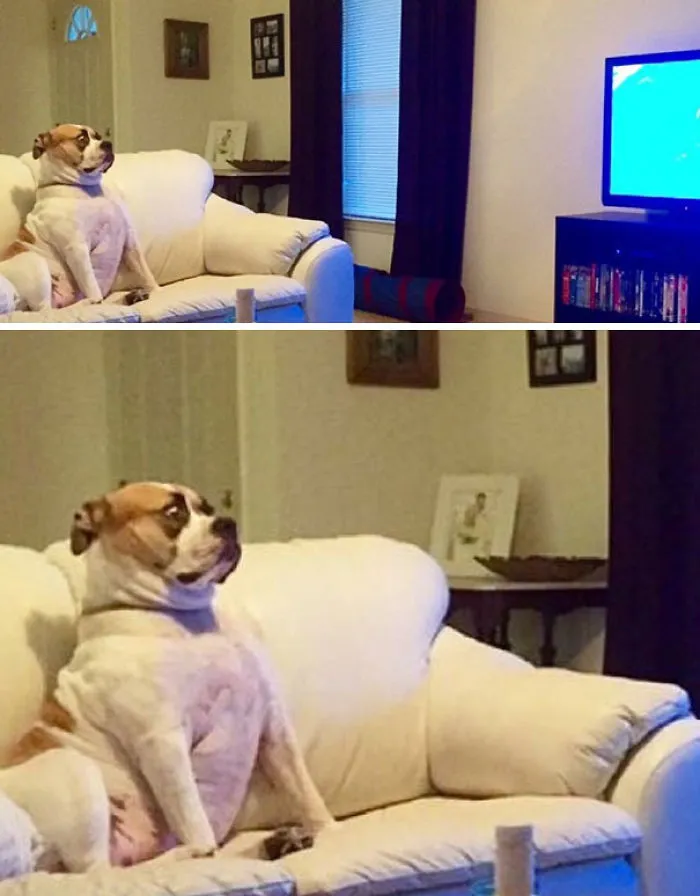 My Cousin's Dog Watching Shark Week