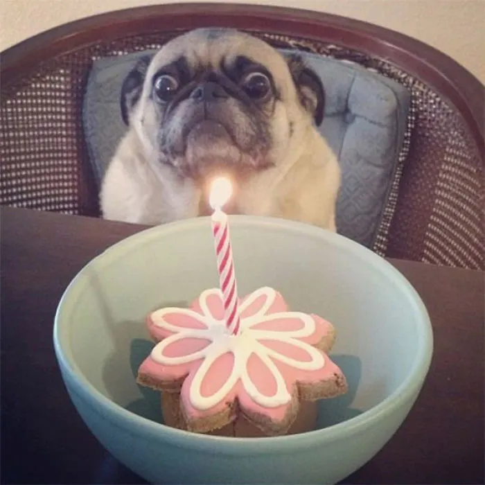My Friend's Dog Is Scared Of Everything