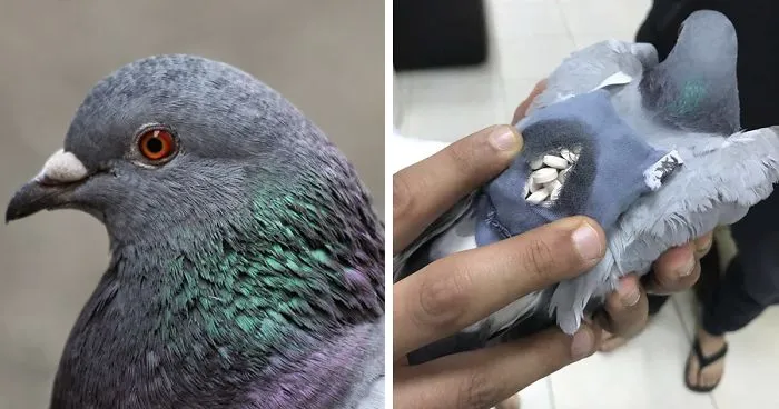 Pigeon Gets Caught Trying To Smuggle Almost 200 Ecstasy Pills Across The Border