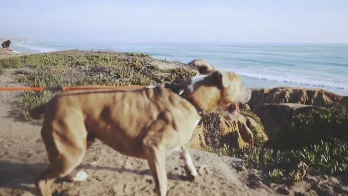 We Turned A Surf Leash Into A Dog Leash!