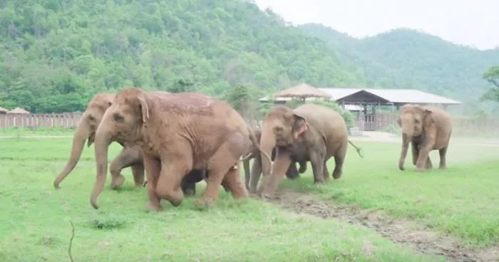 Elephants Run To Say Hello To A Rescued Baby Elephant, Prove They Are Better Than People