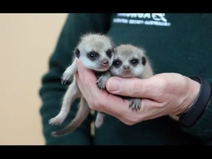 Adorable Meerkat Pups Arrive Down Under