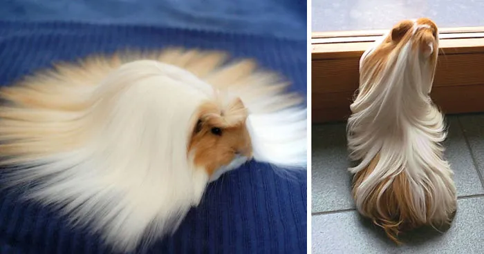 53 Guinea Pigs With The Most Majestic Hair