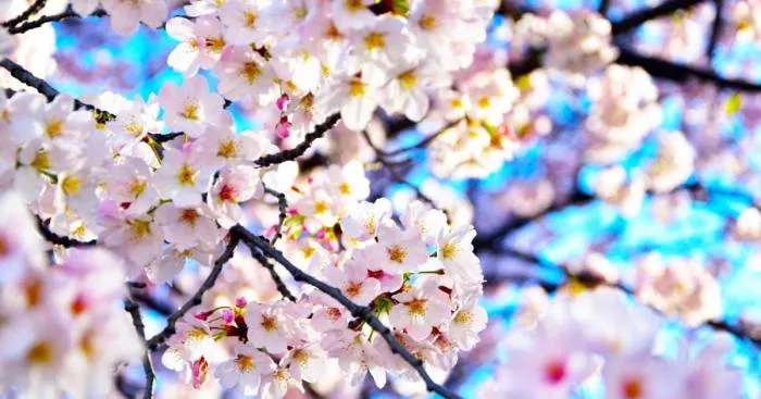 10+ Beautiful Cherry Blossoms In Tokyo