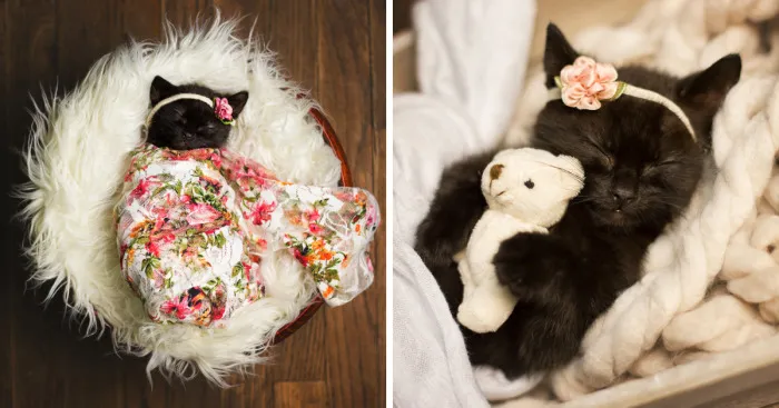 Newborn Kitten Photoshoot That I Did To Celebrate My Daughter's New Cat