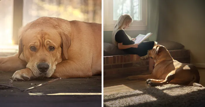 I'm Not Really A "Dog Person", But This Big Red Dog Is Winning My Heart And Here's Why