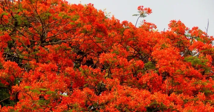 I Thought Of Getting Friendly With The Most Colourful Tree Blossom In India - Gulmohar