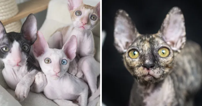 Is There Anything Cuter Than Fluffy Furry Kittens? Oh Yes,  Little Alien-Looking Cornish Rex Babies