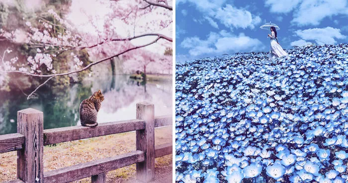 Compré billetes a Japón durante la floración de los cerezos y acabé en un cuento de hadas
