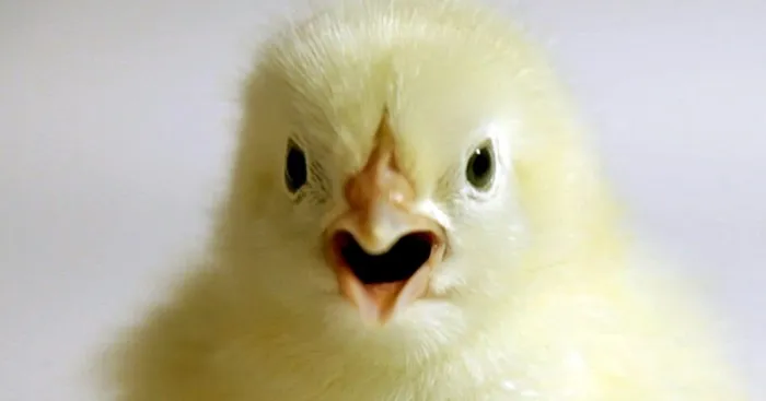 I Documented The Birth Of A Chicken