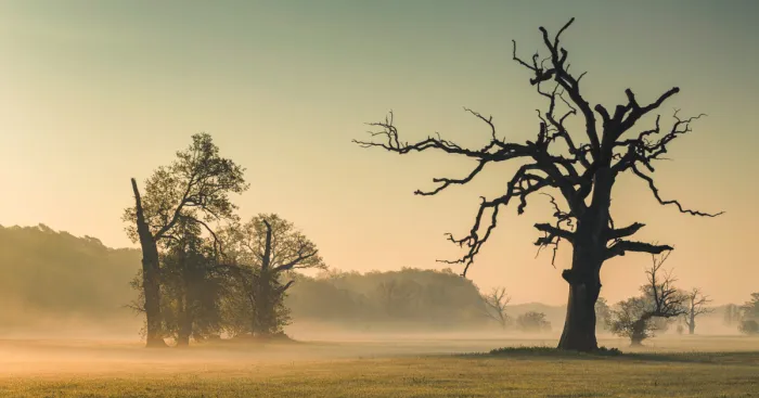 I Photographed Monumental And Unreal Rogalin Oaks