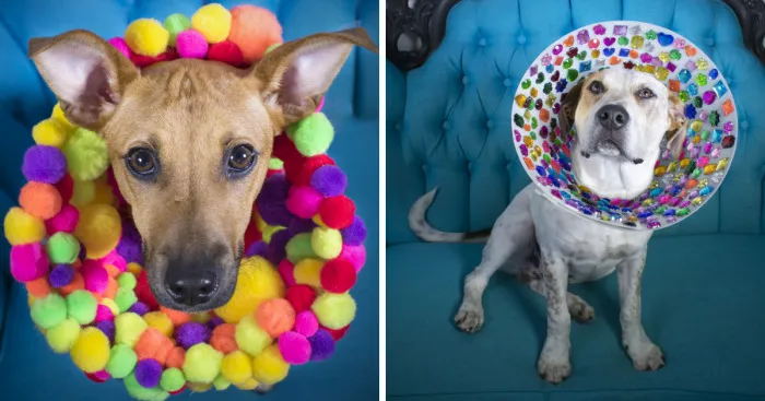 "Cones Of Fame": A Rescue Dog Photography Project