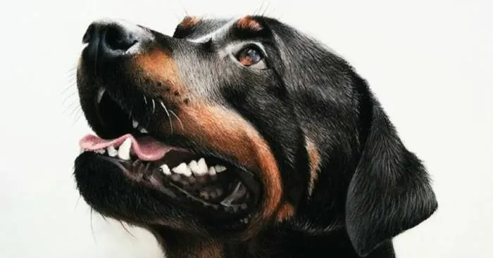 Almost Ten Hours Of Work, Et Voilà! The Rottweiler's Portrait Is Ready!
