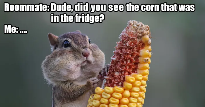 Saw The Winners Of The ‘Comedy Wildlife Photography Awards’ And Had To Add Some Captions