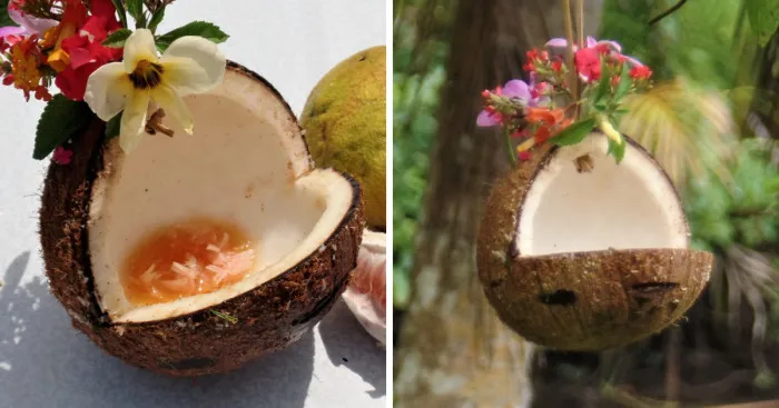 How To Make Bird Feeders In The Tropics