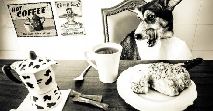 Busted: I Photographed My Dogs Caught In Different Situations