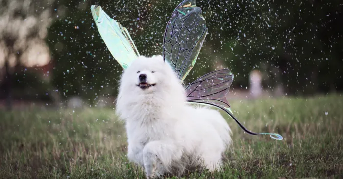 Return Of The Magical Floofer