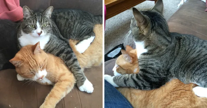 My Cat Has Some Serious Boundary Issues