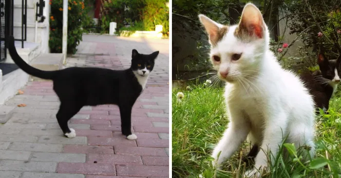 I Photograph Cats Captivated By Their Beauty And Uniqueness