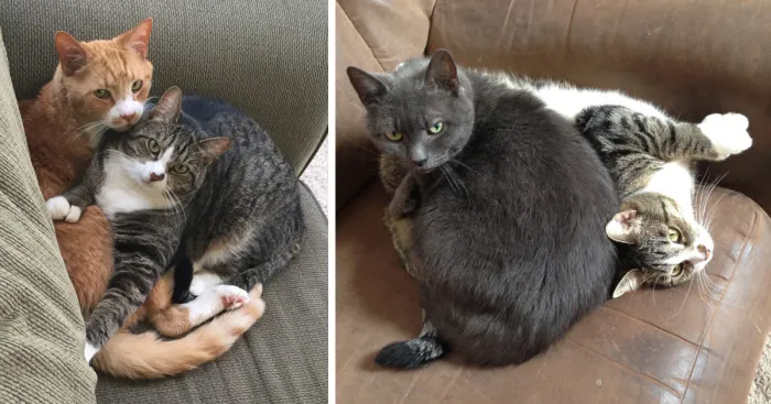 My Cat Continues To Be The Most Invasive Cat