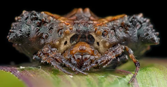I Spent 7 Years Photographing These Pretty Disgusting Animals