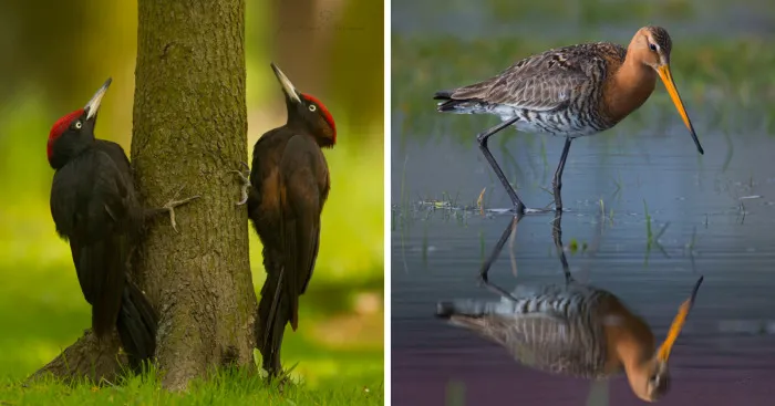 I Photograph Polish Birds