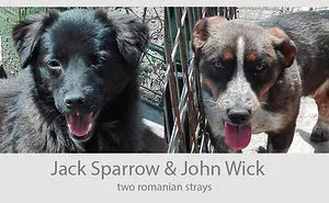 Jack & John - The Strays