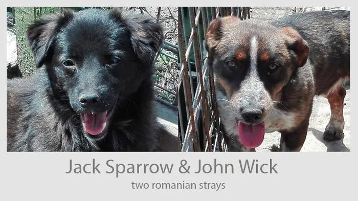 Jack & John - The Strays