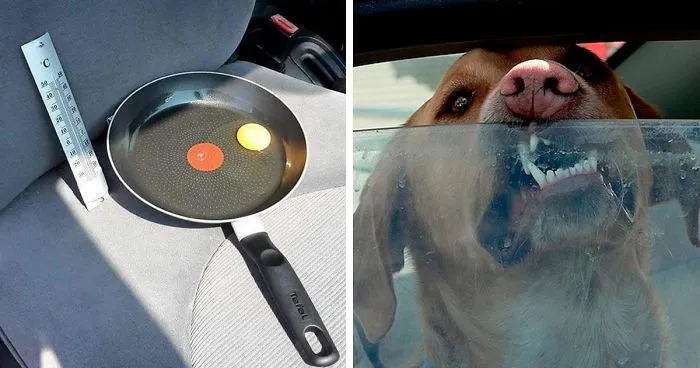 Guy Leaves Egg In Car During Hot Day To Show Why You Should Never Leave Your Dog There