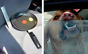 Guy Leaves Egg In Car During Hot Day To Show Why You Should Never Leave Your Dog There