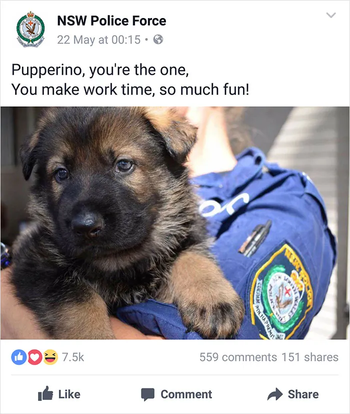 NSW Police Is Winning The Internet With Their Awesome Humor