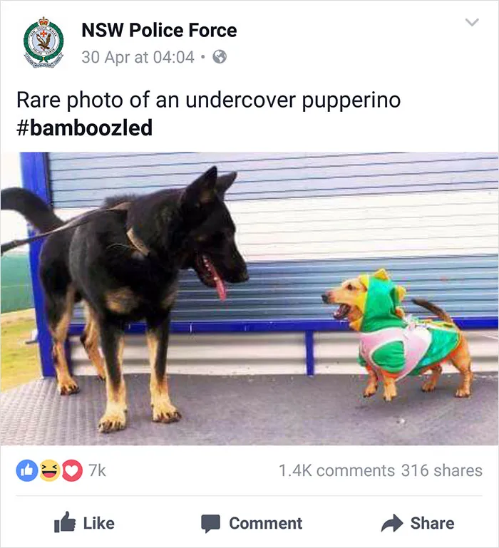 NSW Police Is Winning The Internet With Their Awesome Humor