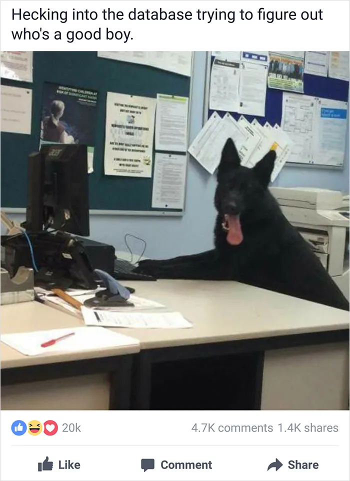 NSW Police Is Winning The Internet With Their Awesome Humor
