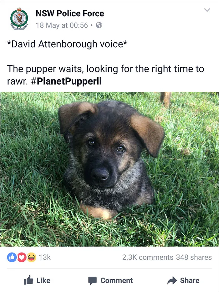 NSW Police Is Winning The Internet With Their Awesome Humor