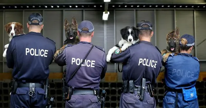 NSW Police Is Winning The Internet With Their Awesome Humor