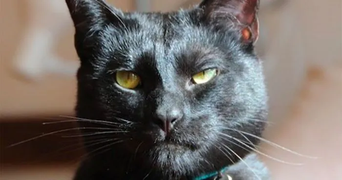 Shelter Writes Brutally Honest Adoption Memo For Their 'Utter Bastard Of A Cat'