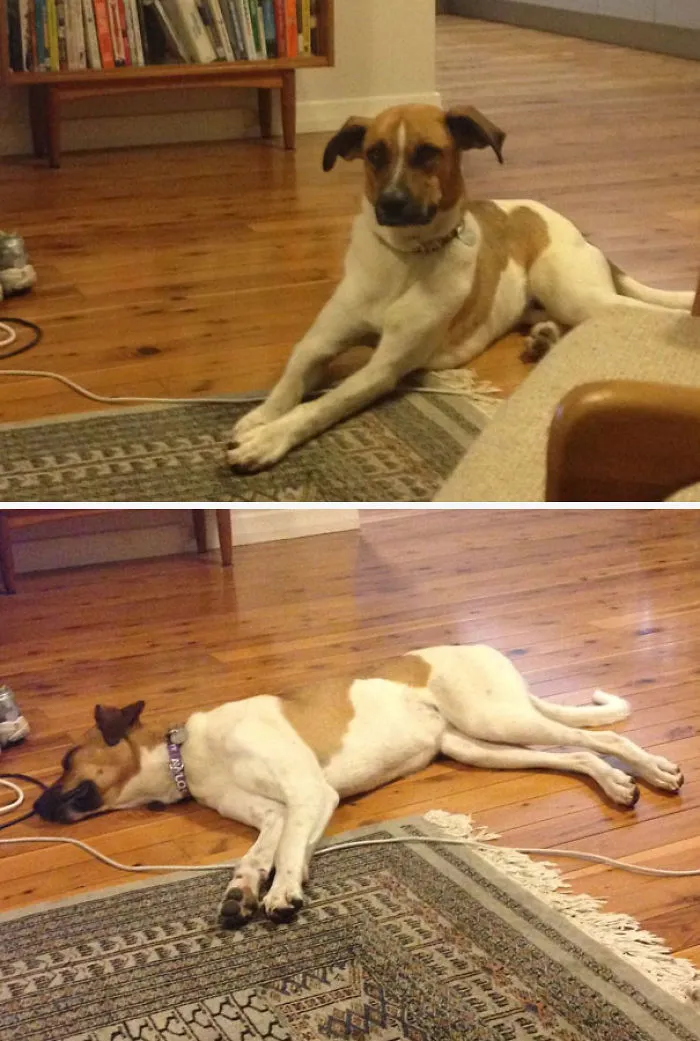 No le dejamos ponerse en la alfombra, así que hace esto