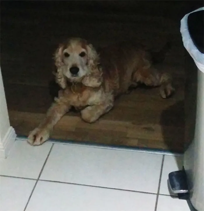 No puede entrar a la cocina cuando cocino. Empieza en los azulejos blancos